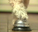 Dog bell