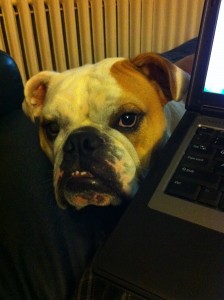 Pom the bulldog looks on next to computer keyboard